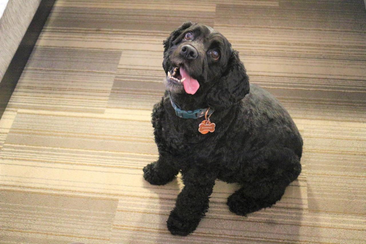 Standard King Room Pet Friendly
